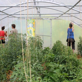 Potager écologique Serre écologique