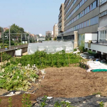 Potager écologique Potager urbain